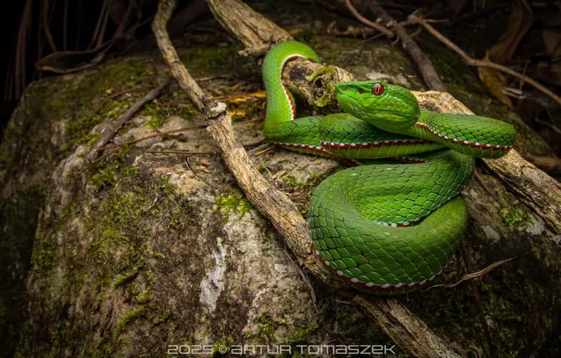 Rắn lục Gumprecht (Trimeresurus cf. gumprechti) gallery 2