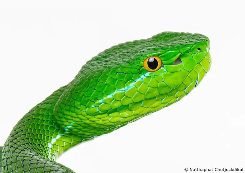 Rắn lục Gumprecht (Trimeresurus cf. gumprechti) gallery 3
