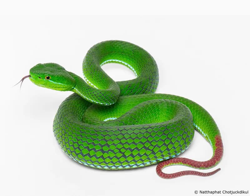 Rắn lục Gumprecht (Trimeresurus cf. gumprechti) gallery 4