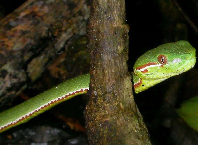 Rắn lục Gumprecht (Trimeresurus cf. gumprechti) gallery 5