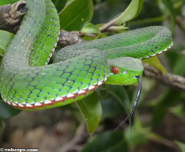 Rắn lục Gumprecht (Trimeresurus cf. gumprechti) gallery 7