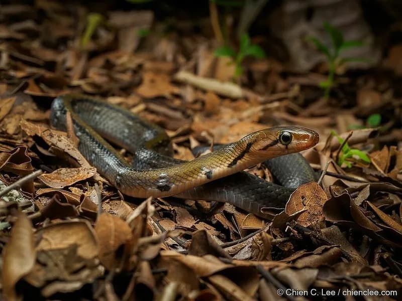 Rắn sọc vàng (Coelognathus flavolineatus)