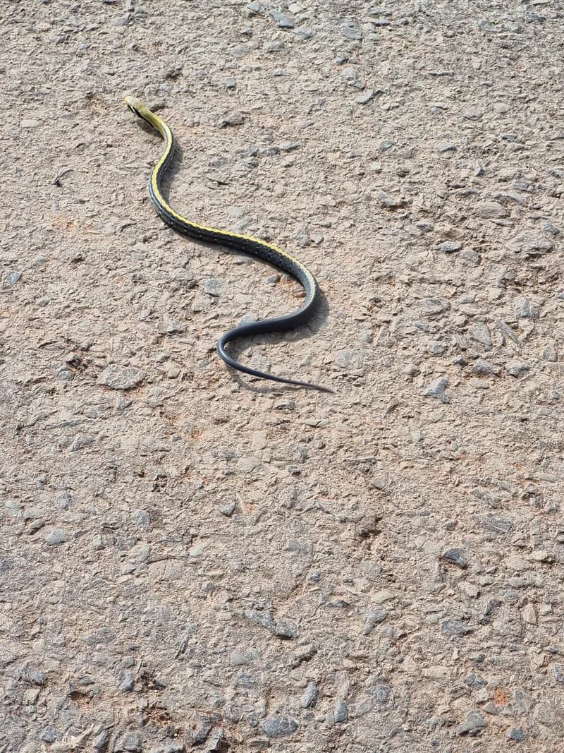 Rắn sọc vàng (Coelognathus flavolineatus) gallery 2
