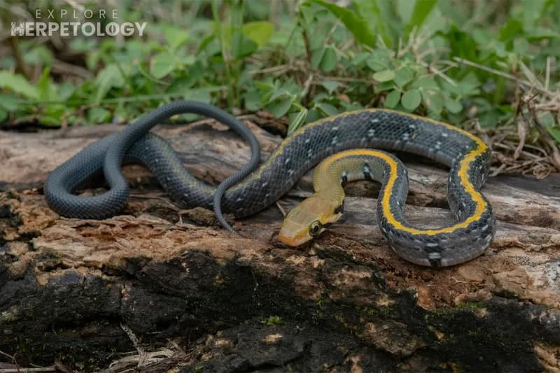 Rắn sọc vàng (Coelognathus flavolineatus) gallery 3
