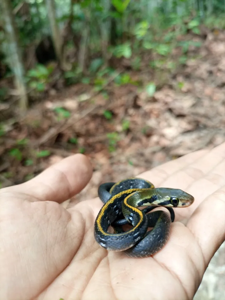 Rắn sọc vàng (Coelognathus flavolineatus) gallery 4