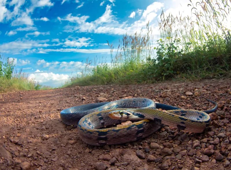 Rắn sọc vàng (Coelognathus flavolineatus) gallery 5