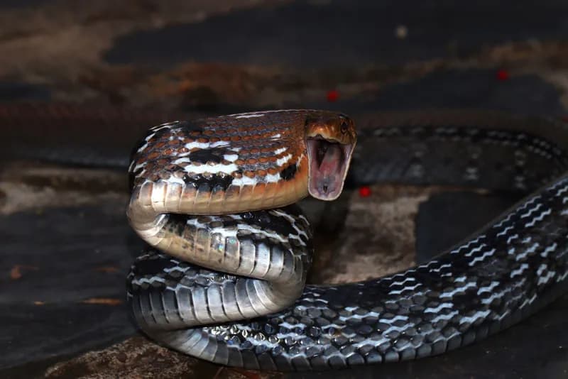 Rắn sọc dưa (Coelognathus radiatus)