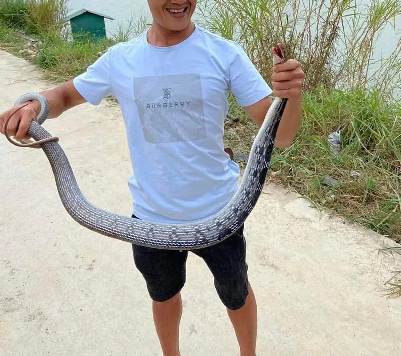 Rắn sọc dưa (Coelognathus radiatus) gallery 2