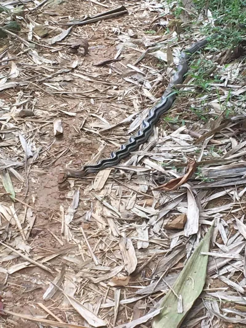 Rắn sọc dưa (Coelognathus radiatus) gallery 3