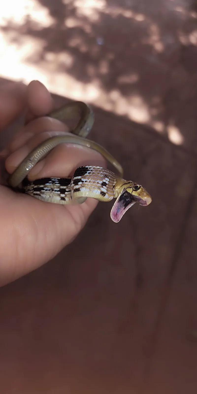 Rắn sọc dưa (Coelognathus radiatus) gallery 4