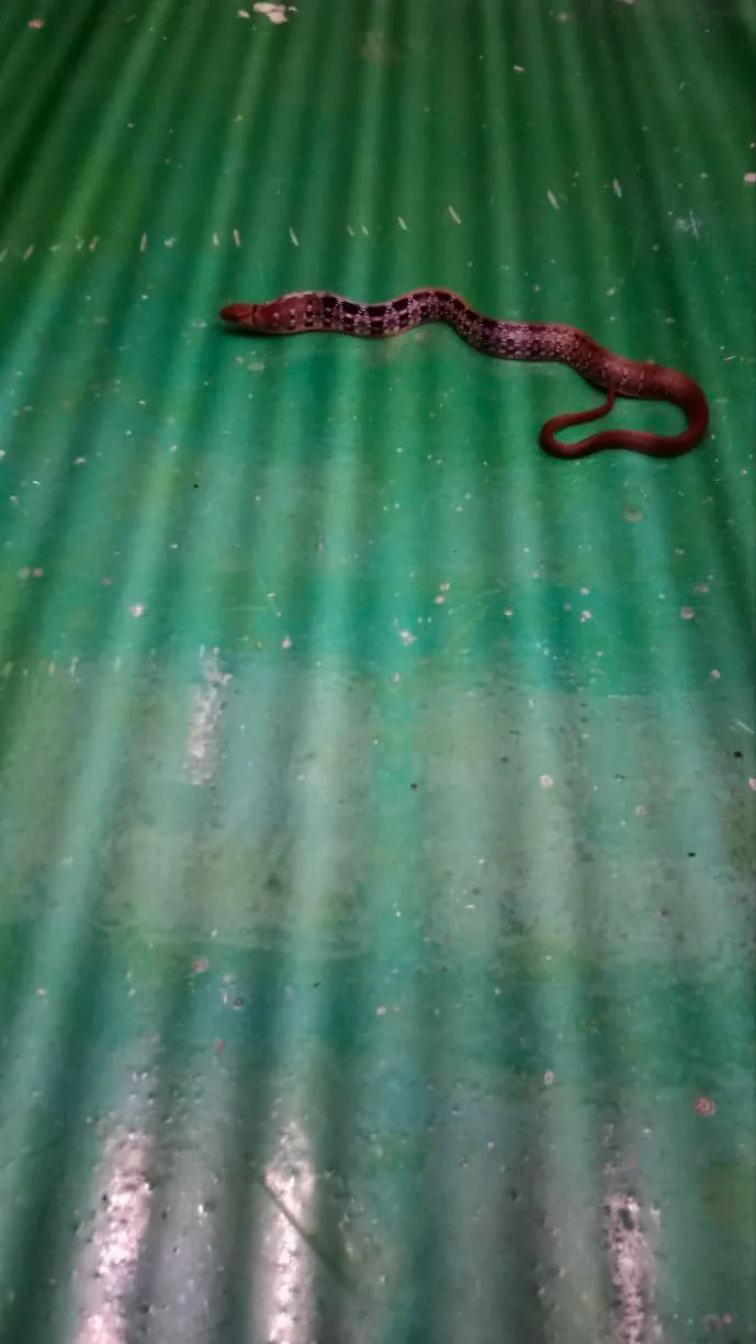 Rắn sọc dưa (Coelognathus radiatus) gallery 5
