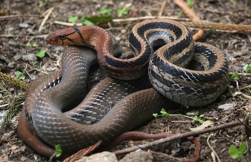 Rắn sọc dưa (Coelognathus radiatus) gallery 6
