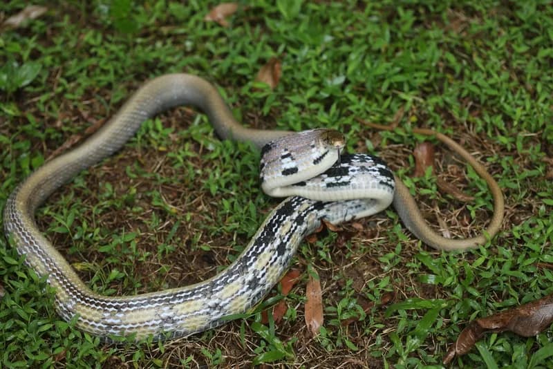 Rắn sọc dưa (Coelognathus radiatus) gallery 7