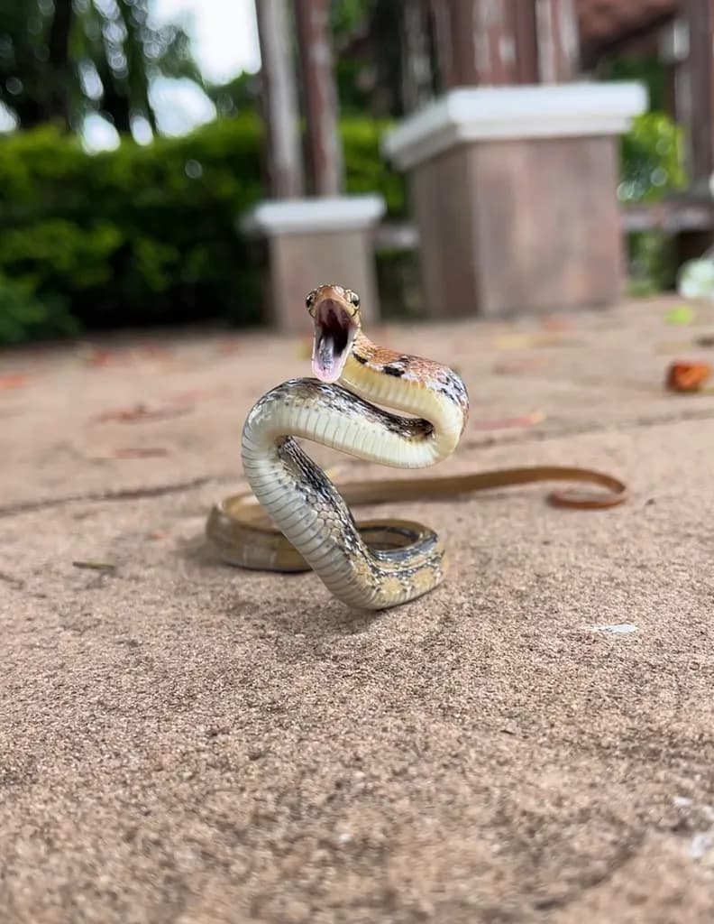 Rắn sọc dưa (Coelognathus radiatus) gallery 8