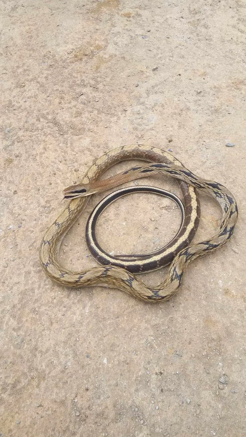 Rắn sọc đuôi (Elaphe taeniura) gallery 6