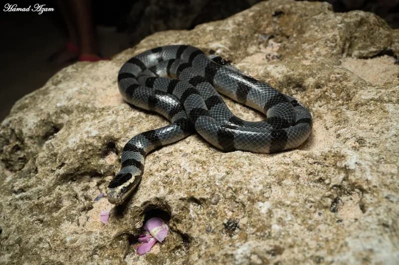 Đẻn cạp nong môi vàng (Laticauda colubrina)