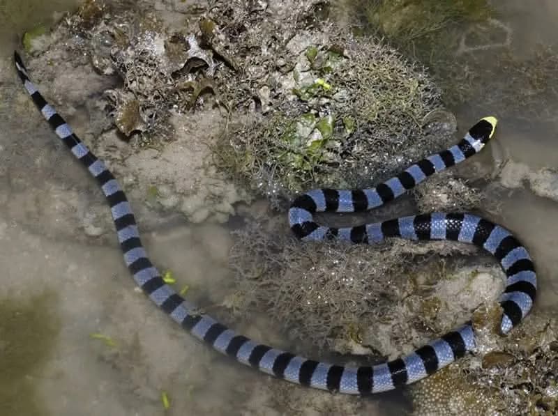 Đẻn cạp nong môi vàng (Laticauda colubrina) gallery 2