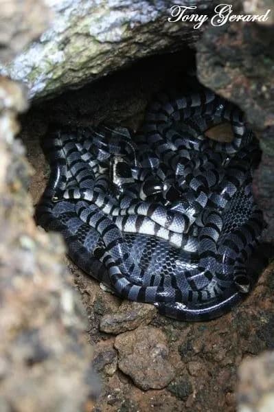 Đẻn cạp nong môi vàng (Laticauda colubrina) gallery 4