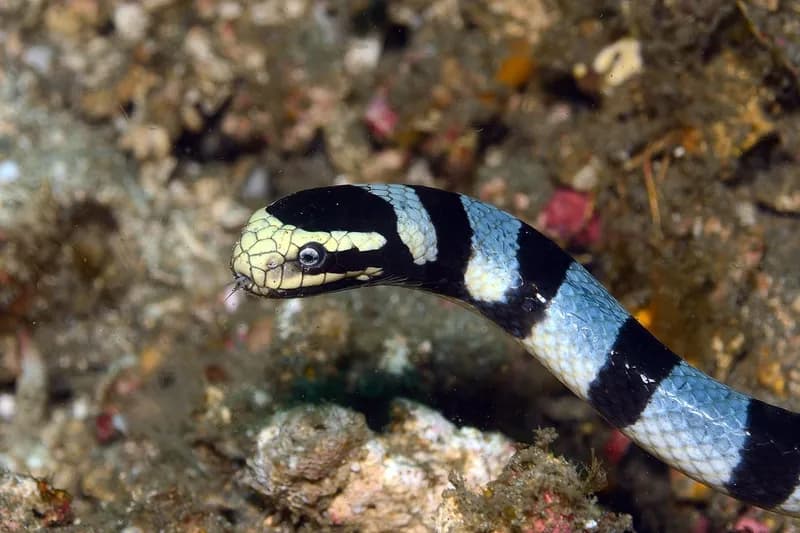 Đẻn cạp nong môi vàng (Laticauda colubrina) gallery 5
