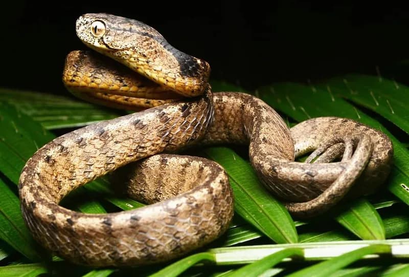 Rắn hổ mây Kuznetsov (Pareas kuznetsovorum)