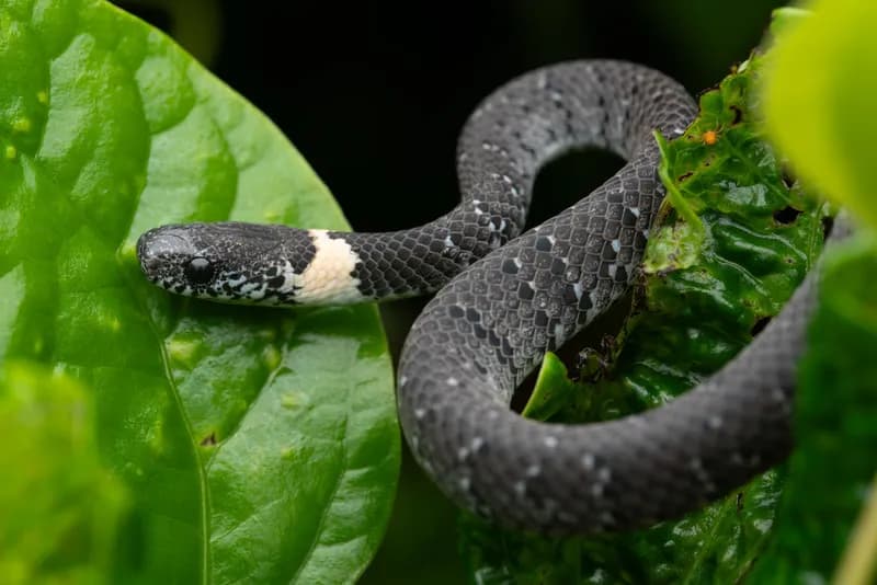Rắn hổ mây ngọc (Pareas margaritophorus)