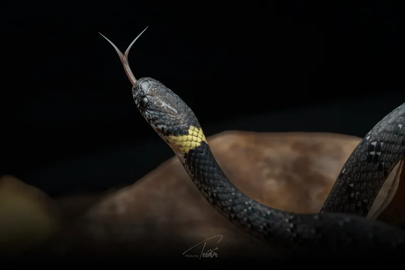 Rắn hổ mây ngọc (Pareas margaritophorus) gallery 2