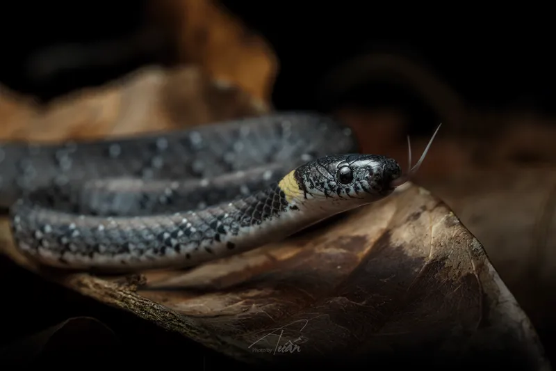 Rắn hổ mây ngọc (Pareas margaritophorus) gallery 3