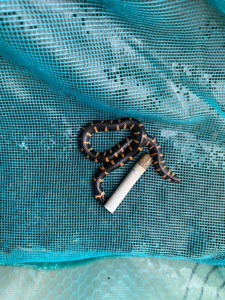 Rắn trun (Cylindrophis jodiae) gallery 2