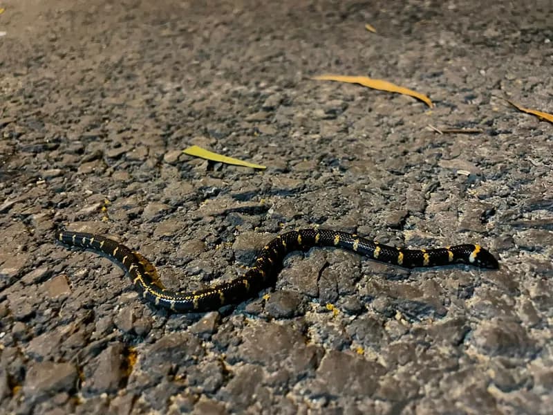 Rắn trun (Cylindrophis jodiae) gallery 3