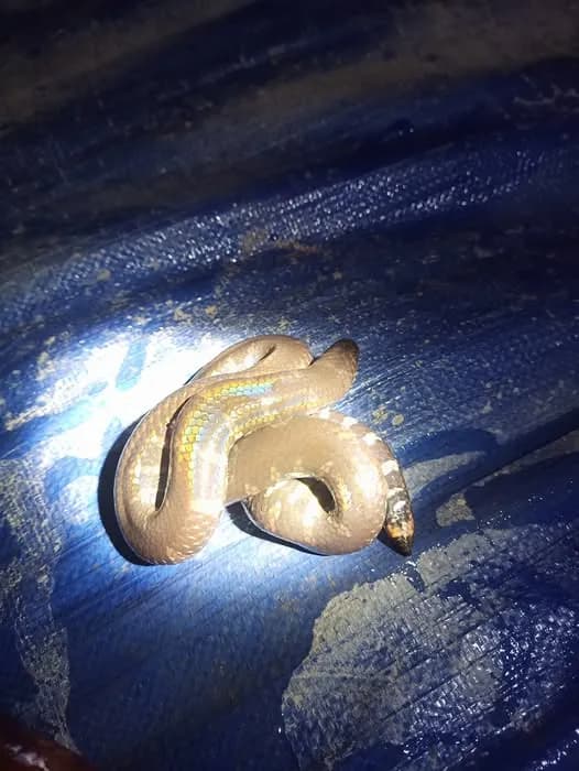 Rắn trun (Cylindrophis jodiae) gallery 4