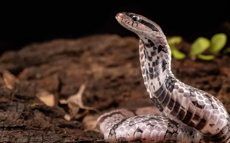 Rắn hổ xiên tre (Pseudoxenodon bambusicola) gallery 2