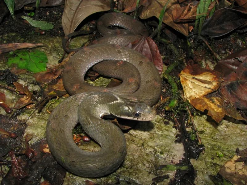 Rắn hổ xiên mắt to (Pseudoxenodon cf. macrops)