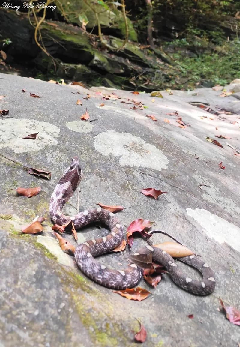 Rắn hổ xiên mắt to (Pseudoxenodon cf. macrops) gallery 3