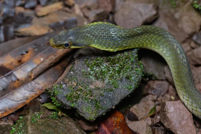 Rắn hổ xiên mắt to (Pseudoxenodon cf. macrops) gallery 5