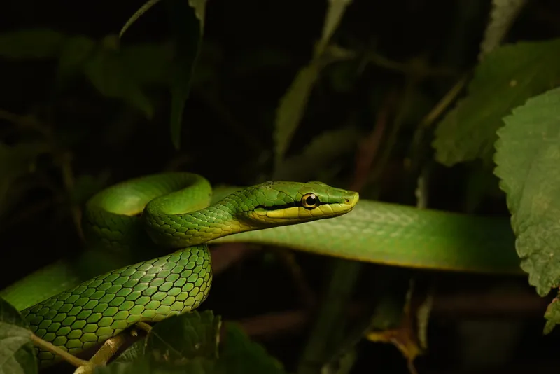 Rắn sọc má (Gonyosoma frenatum)