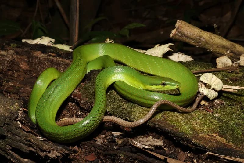 Thanh xà đuôi đỏ (Gonyosoma oxycephalum)
