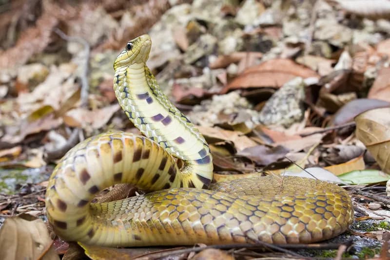 Rắn hổ xiên Trung Quốc (Pseudoxenodon karlschmidti)