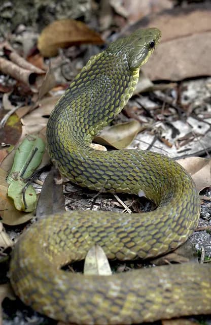 Rắn hổ xiên Trung Quốc (Pseudoxenodon karlschmidti) gallery 2