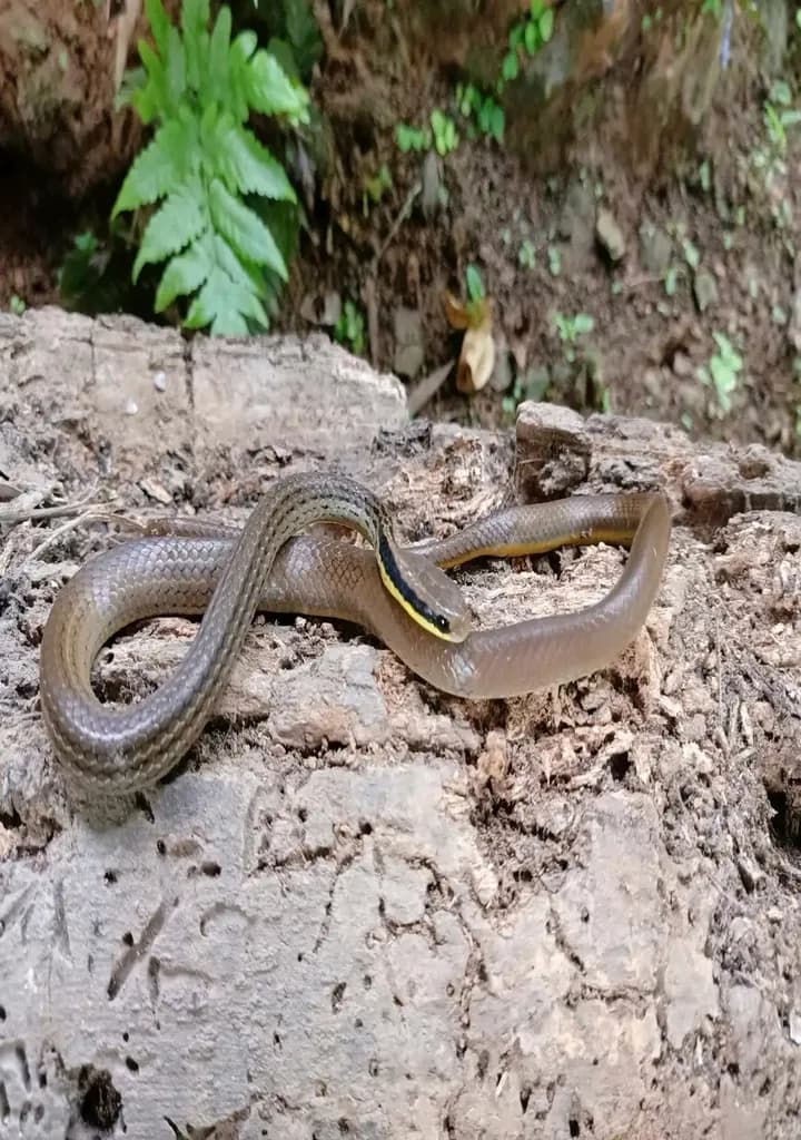 Rắn đai má (Gongylosoma frenata)