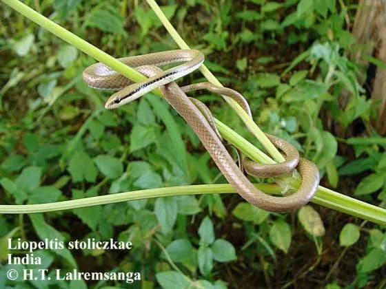 Rắn đai ba màu (Liopeltis stoliczkae)