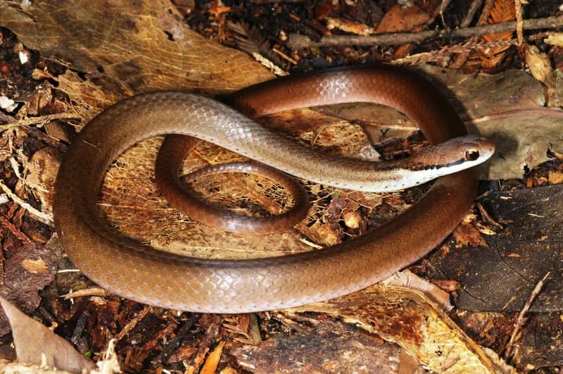 Rắn đai gáy nhạt màu (Gongylosoma pallidonuchalis)