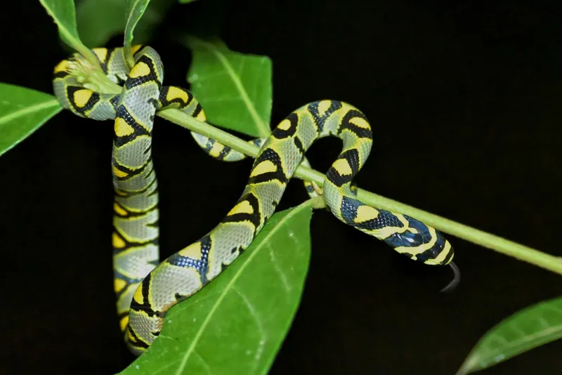 Rắn sọc quan (Euprepiophis mandarinus)