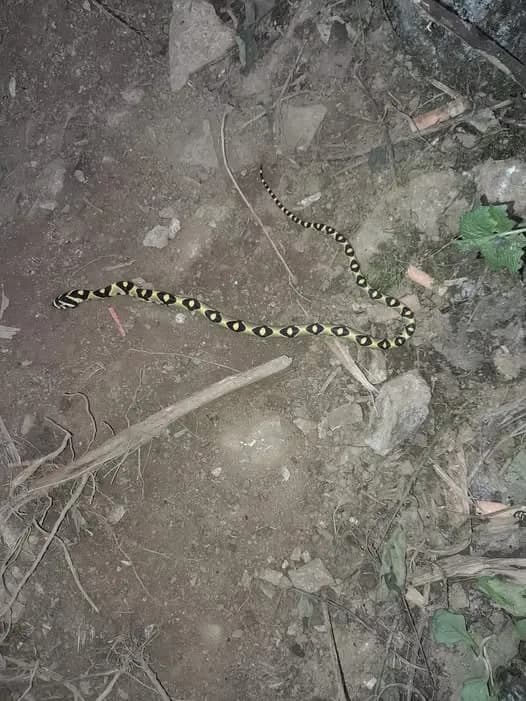 Rắn sọc quan (Euprepiophis mandarinus) gallery 3