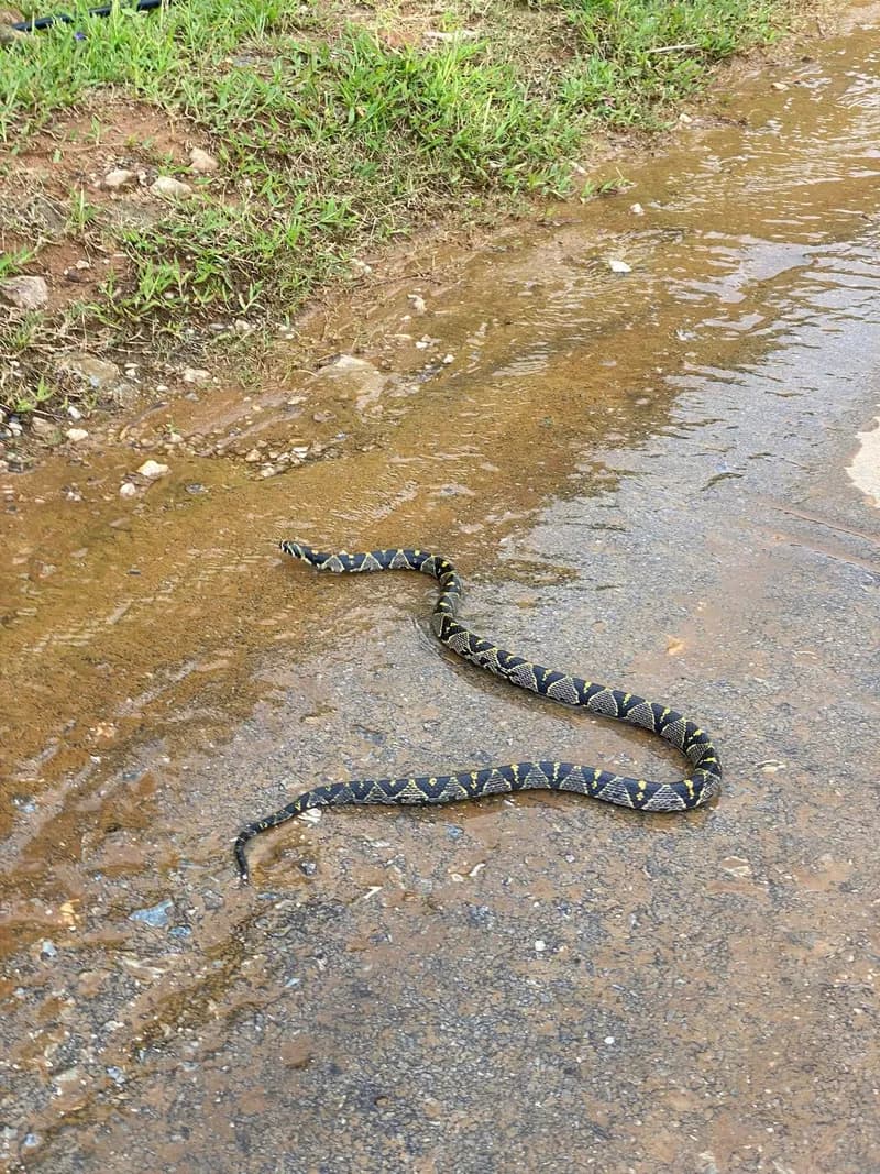 Rắn sọc quan (Euprepiophis mandarinus) gallery 4