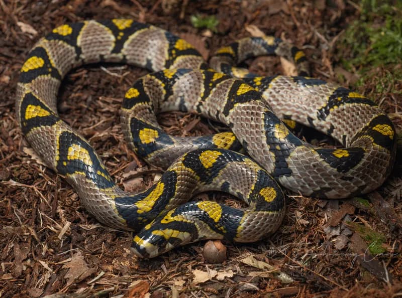 Rắn sọc quan (Euprepiophis mandarinus) gallery 5