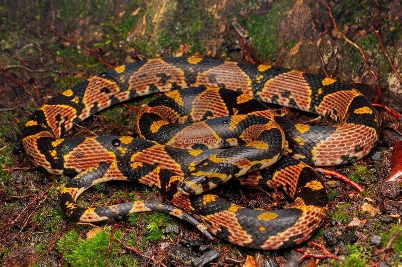 Rắn sọc quan (Euprepiophis mandarinus) gallery 6