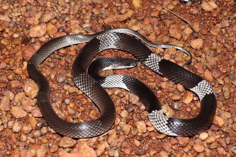 Rắn khuyết khoanh Đông Dương (Lycodon neomaculatus)
