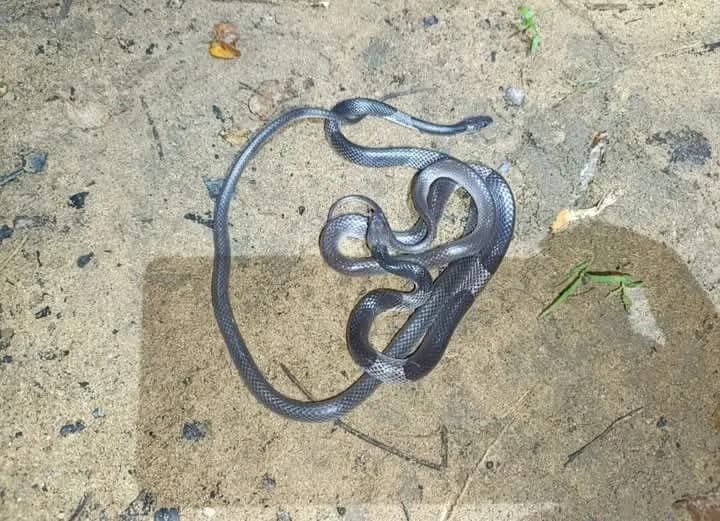 Rắn khuyết khoanh Đông Dương (Lycodon neomaculatus) gallery 2
