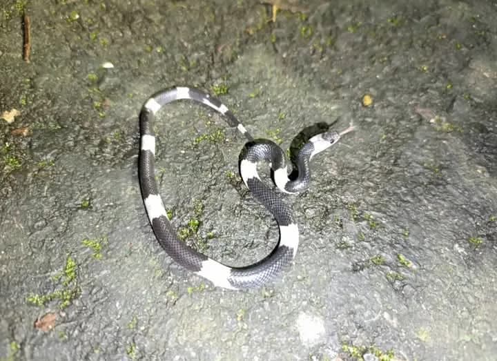 Rắn khuyết khoanh Đông Dương (Lycodon neomaculatus) gallery 4