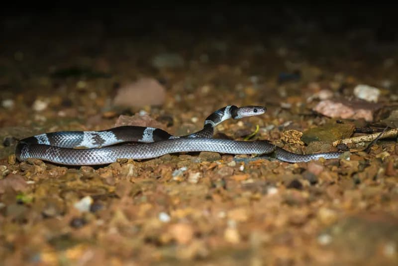 Rắn khuyết khoanh Đông Dương (Lycodon neomaculatus) gallery 5